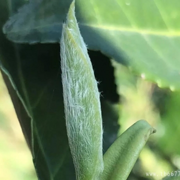 现在认识白毫银针还不算晚！保存起来吧！