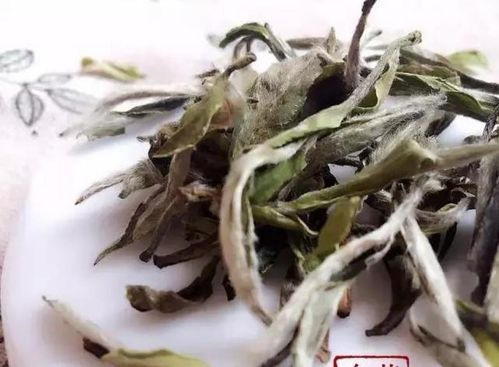 福鼎白茶的萎凋工艺，是怎样的呢？