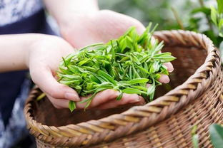 福鼎白茶+陈皮，泡出别样的茶味！