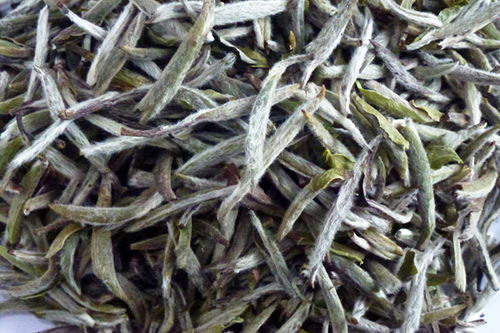 白茶和绿茶，发酵程度相差很大吗？