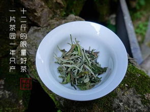 老白茶茶性偏温性