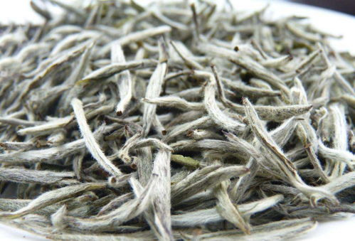 白茶的工艺，是天然的技术！