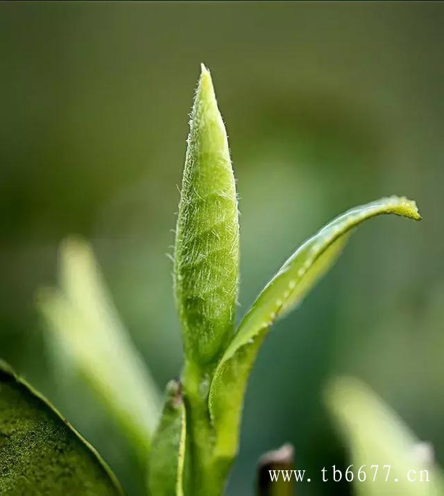 福鼎白茶的功效