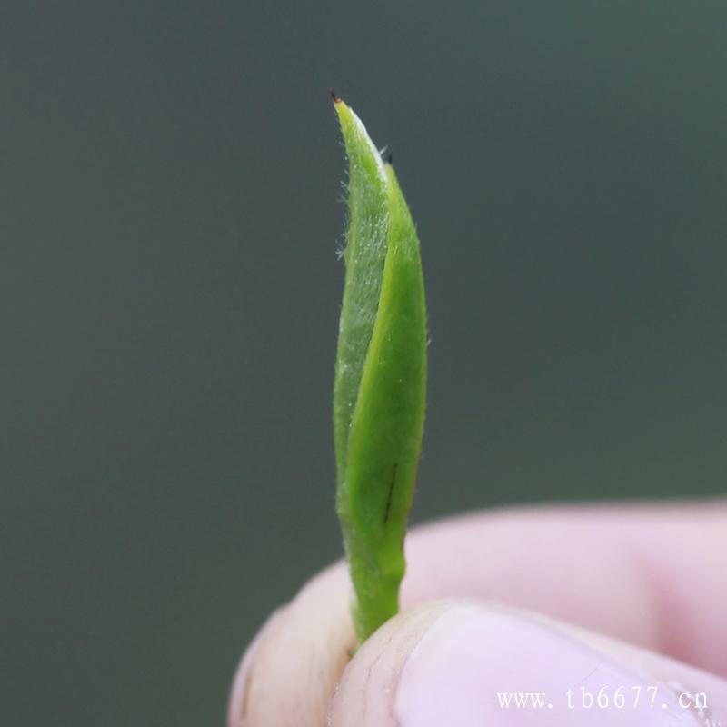 贡眉白茶的冲泡方法