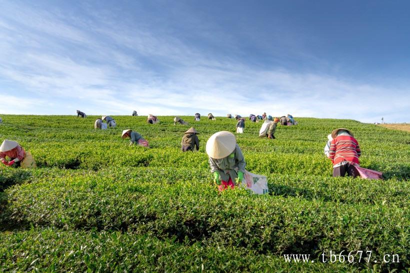 寿眉茶工艺及特征