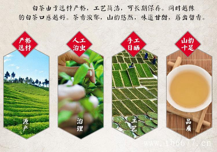 政和白茶的生产