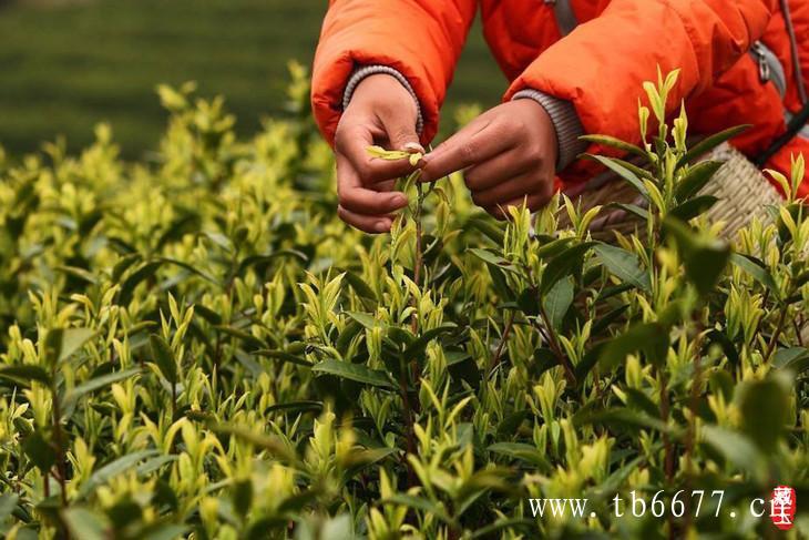 白毫银针和黄山毛峰制作工艺不同,白牡丹茶的功效