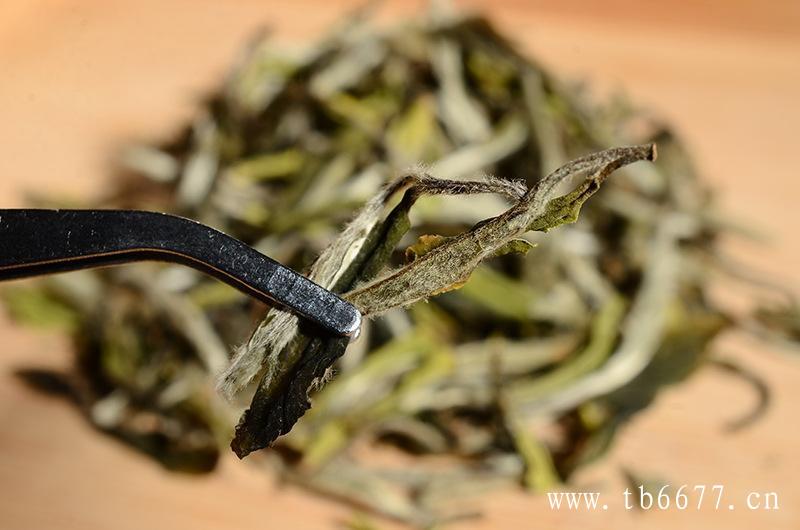 贡眉白茶的冲泡方法,适合喝白茶的人