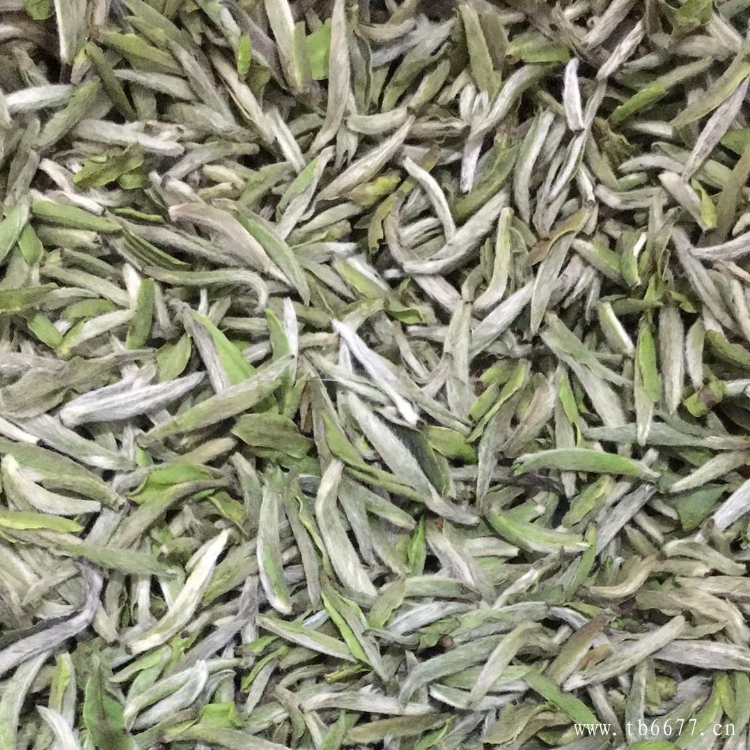 喝白毫银针的适用人群