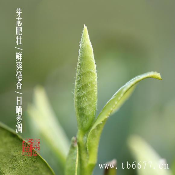 白牡丹茶的价格是多少