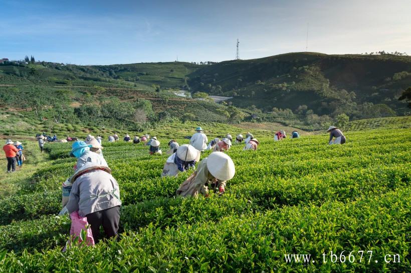 下关白茶之赏奇