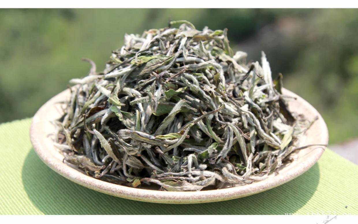 白牡丹茶的产地,福鼎白茶判断年代的方法