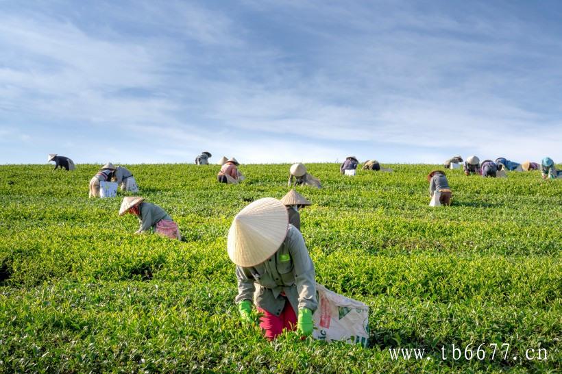 绿茶的品种