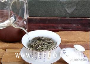 白茶传统制作工艺