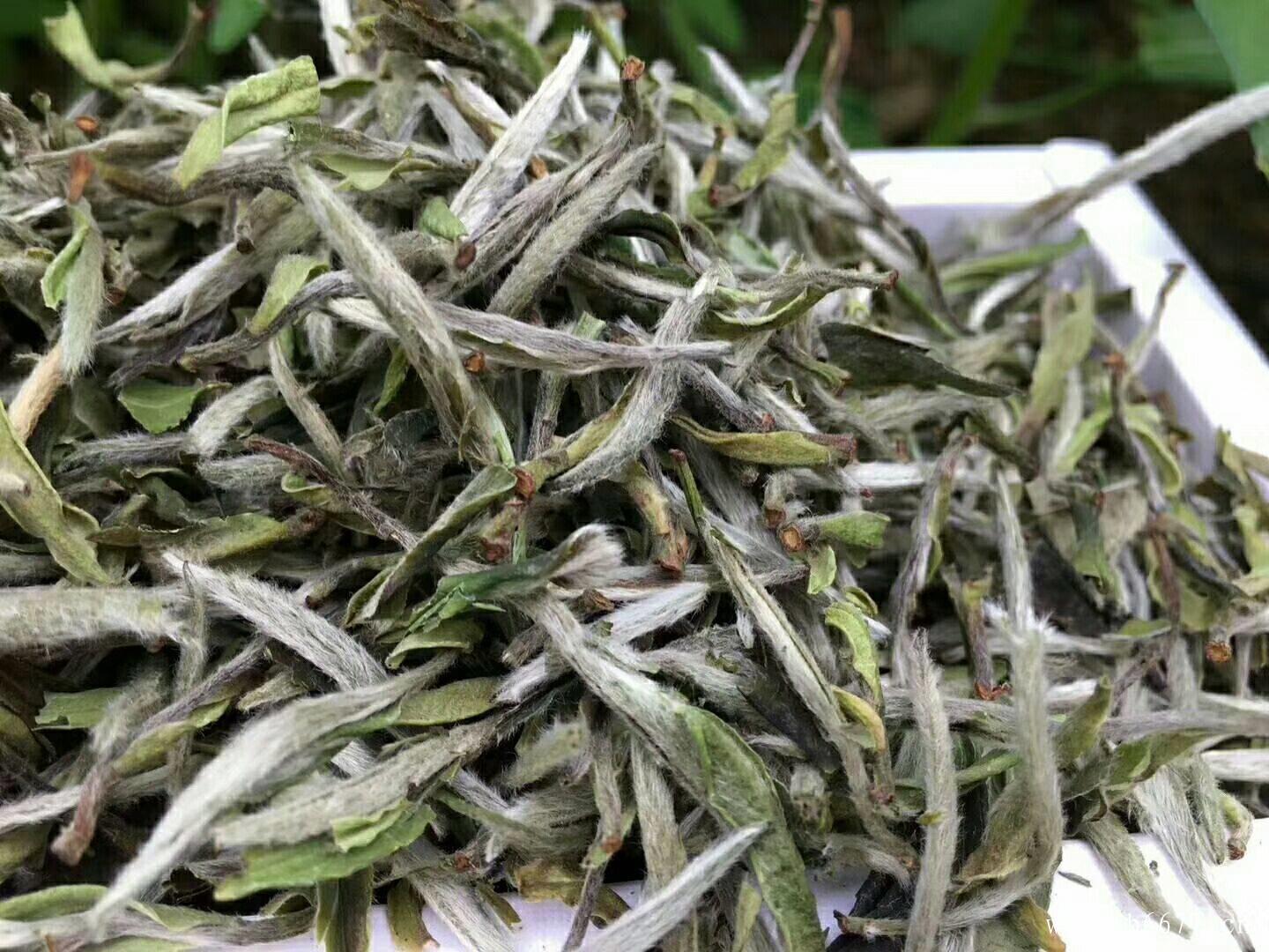 白牡丹茶的冲泡方法,白牡丹茶的冲泡方法