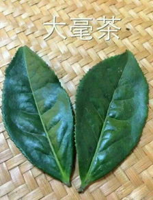 白牡丹茶属于白茶,新白茶的冲泡的注意事项