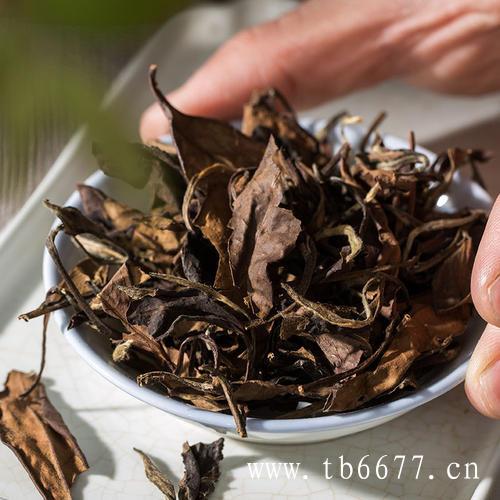 福鼎白茶茶性的转变