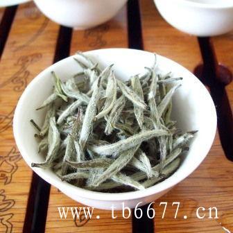 白毫银针的饮用注意事项