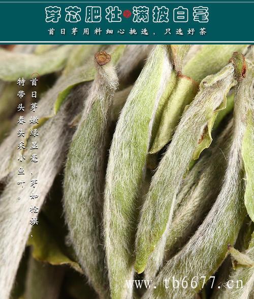 白牡丹茶名字的由来,寿眉茶的采摘工艺介绍