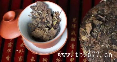云南白茶的工艺与品种