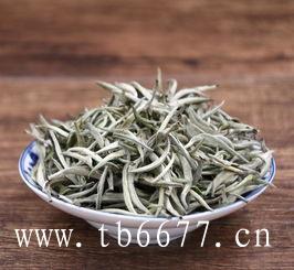 福鼎白茶茶树品种