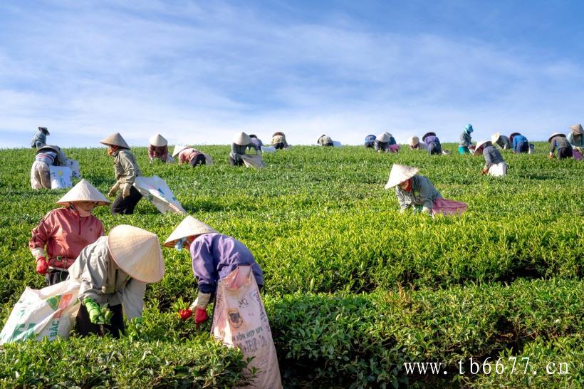 白牡丹茶叶特性,白茶的功效之促进新陈代谢