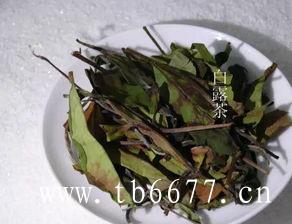 福鼎白茶茶树特征