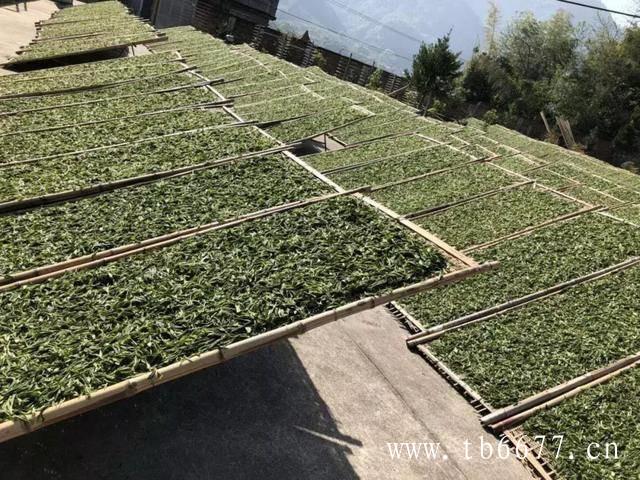 白牡丹茶药用价值,原文标题【新品上市】经典再现中茶蝴蝶太姥清韵