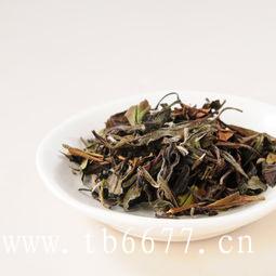 古树白茶龙珠怎么样