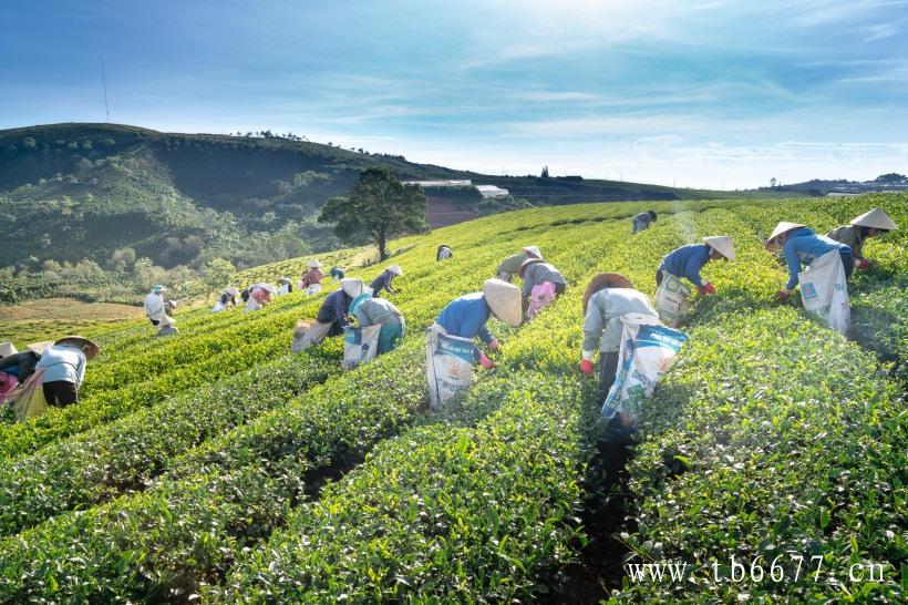 作者心声：俗话说的好，靠海吃海，靠山吃山，山里人世代靠茶叶养家，坚持解答茶友们对茶叶的疑惑，主要是希望能够帮助大家解决问题。