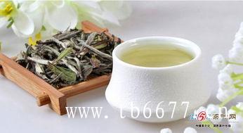 老白茶属于热性还是凉性