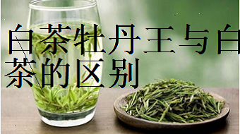 同一年份的三种茶