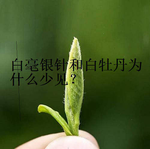 白茶中的药香