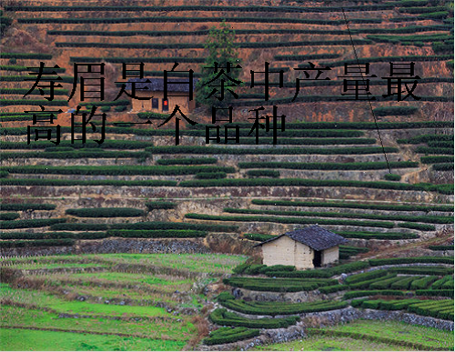 寿眉是白茶中产量最高的一个品种
