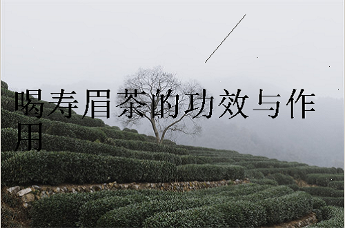喝寿眉茶的功效与作用,寿眉是白茶中产量最高的一个品种,福鼎的高级白茶是白毫银针吗