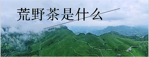 荒野茶是什么