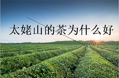 太姥山的茶为什么好