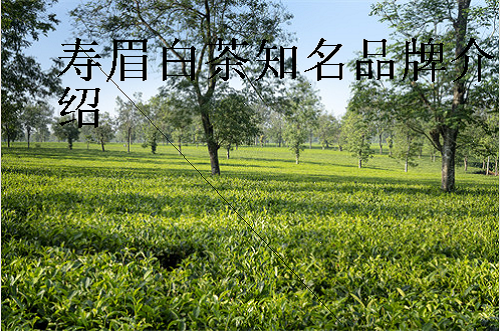 喝寿眉茶的功效与作用,寿眉白茶知名品牌介绍,如何选择白茶
