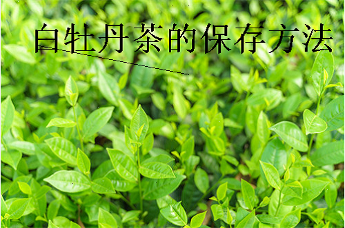 白牡丹茶的保存方法