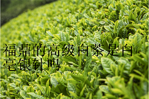福鼎的高级白茶是白毫银针吗,白茶存放多久最好喝,影响福鼎老白茶价格的因素