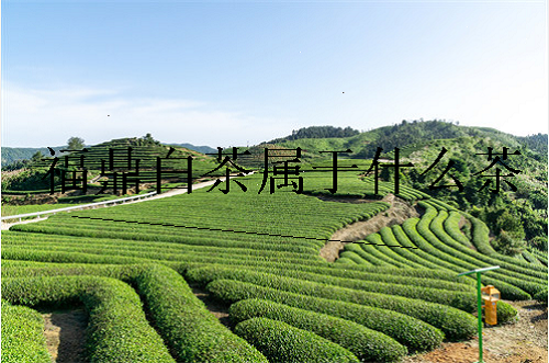 福鼎白茶属于什么茶