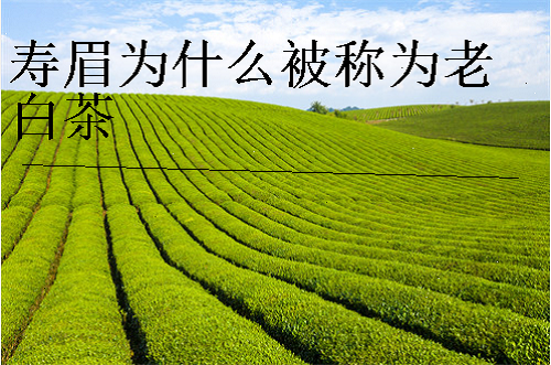 寿眉为什么被称为老白茶