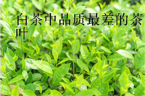 白茶中品质最差的茶叶