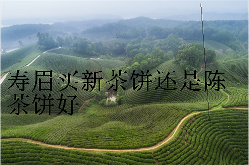 寿眉买新茶饼还是陈茶饼好