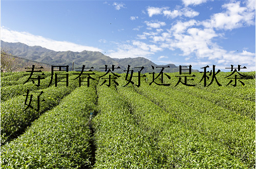 寿眉春茶好还是秋茶好