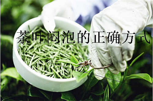 茶叶闷泡的正确方式