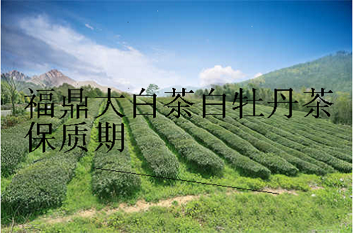 福鼎大白茶白牡丹茶保质期