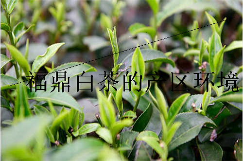 福鼎白茶的五大产区有哪些