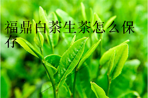 福鼎白茶生茶怎么保存