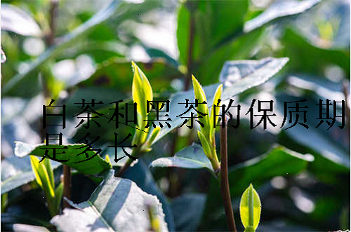 白茶和黑茶的保质期是多长